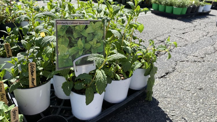 Spring has almost sprung and that means it's time for Nowruz, the Persian New Year. Chef Debb Michail is at the farmer's market, finding plenty of herbal inspiration.