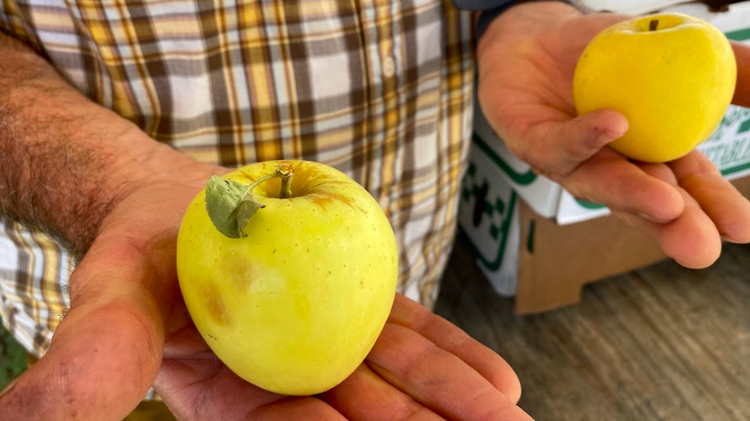 Mike Cirone brings apples down from See Canyon which baker Emily Eversman shops for at the farmer’s market.